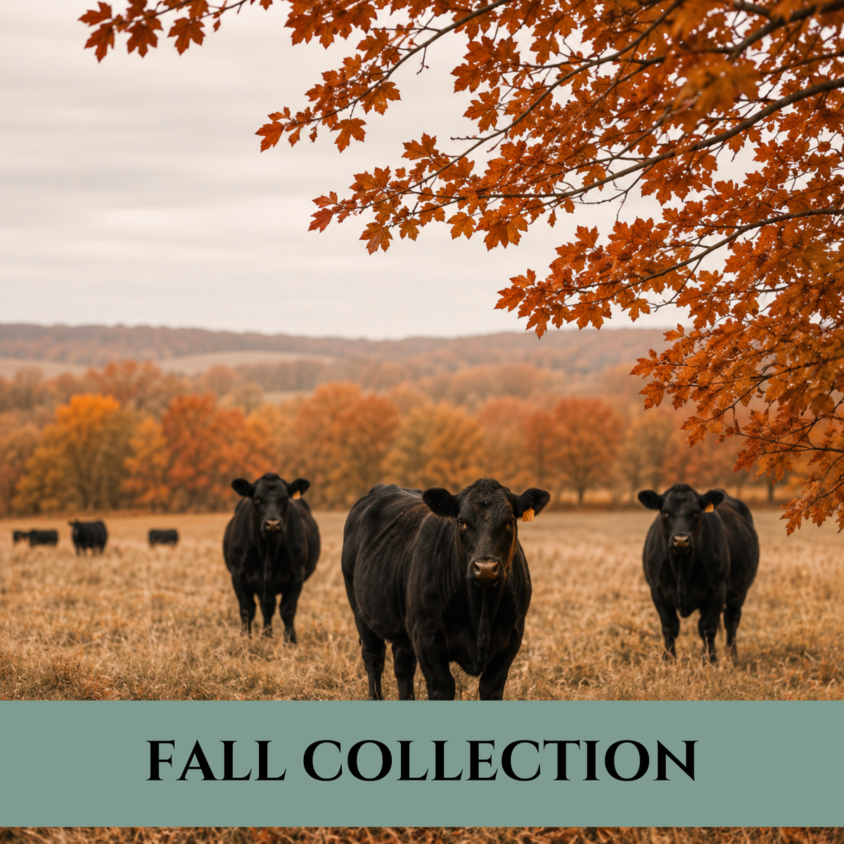 FALL COLLECTION